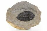 Fossil Zlichovaspis Trilobite - Atchana, Morocco #331928-2